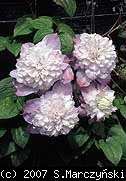 pix325_Clematis_Veronicas_Choice_K1.jpg