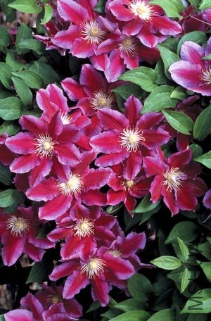 clematis Hania(������).jpg