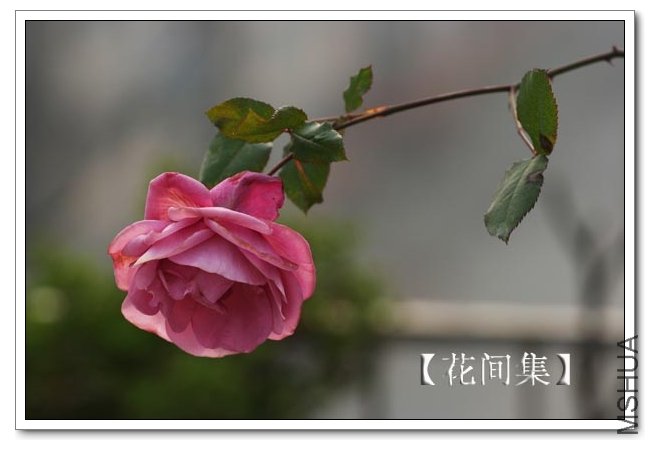 IMG_1216 ����.jpg