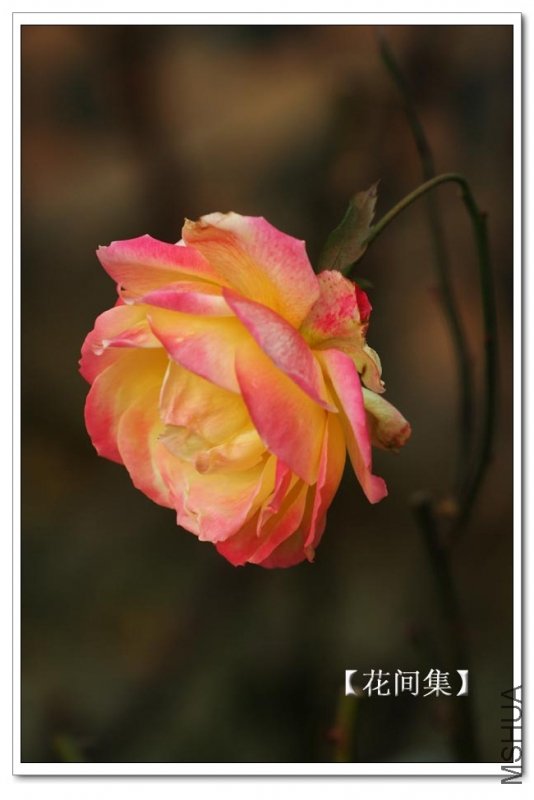 IMG_1204 ����.jpg