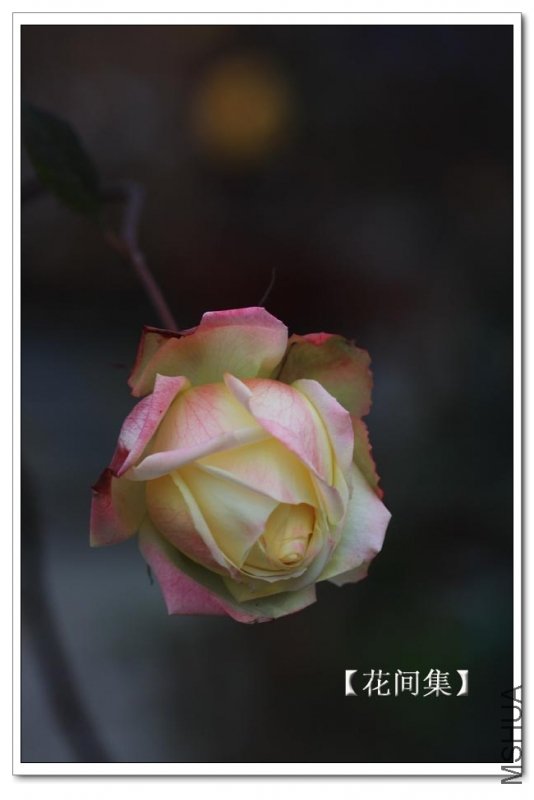 IMG_2205 ����.jpg