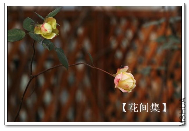 IMG_1220 ����.jpg