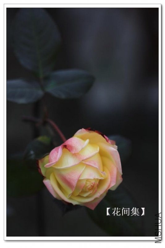 IMG_2214 ����.jpg