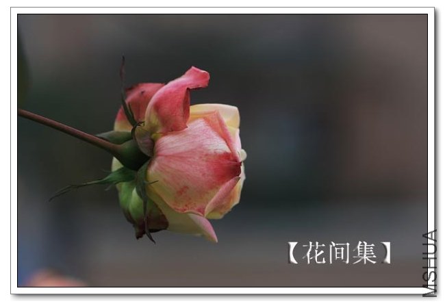 IMG_2217 ����.jpg