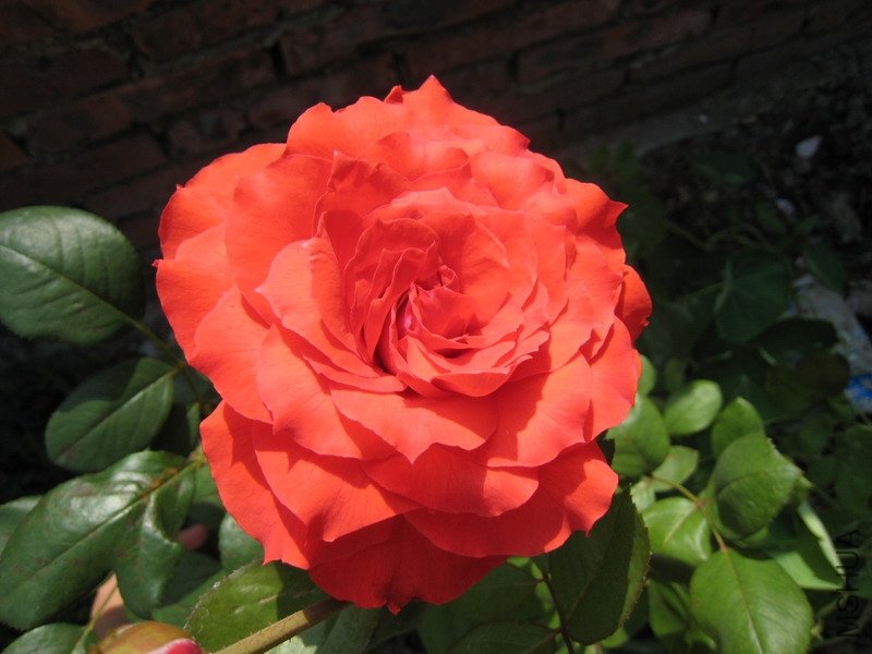 ��һ�ܾ���ȫ�����ˣ����ٱ��ֽ����µĻ���