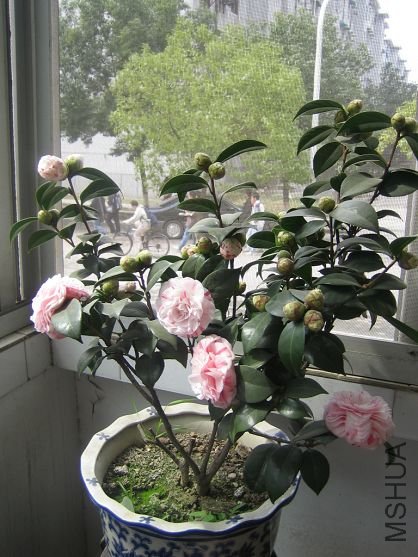 2008֮��ʮ��ѧʿ.jpg