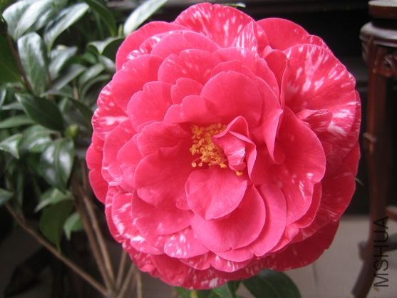 �²���˹��С��