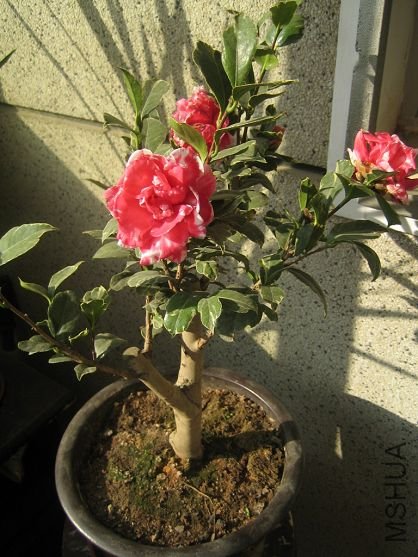 ��������