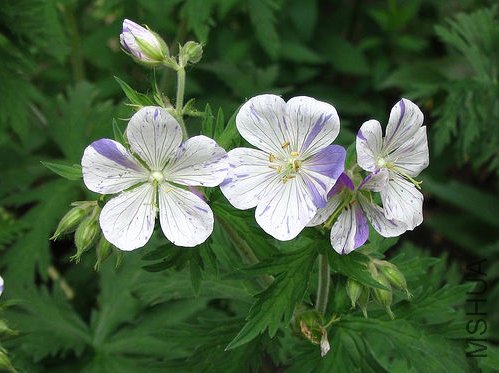 Geranium pratense 'Splish Splash'.jpg