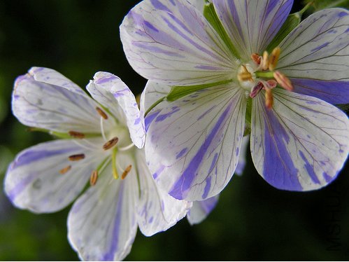 Geranium pratense 'Splish Splash'_2.jpg