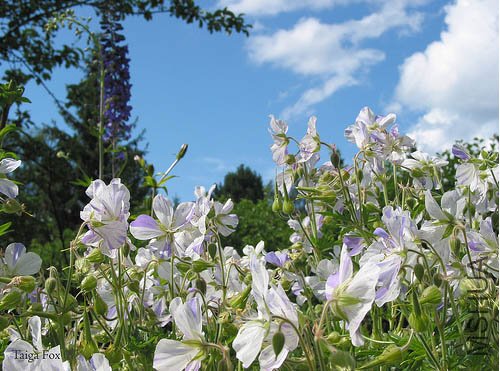 Geranium pratense 'Splish Splash'_31.jpg