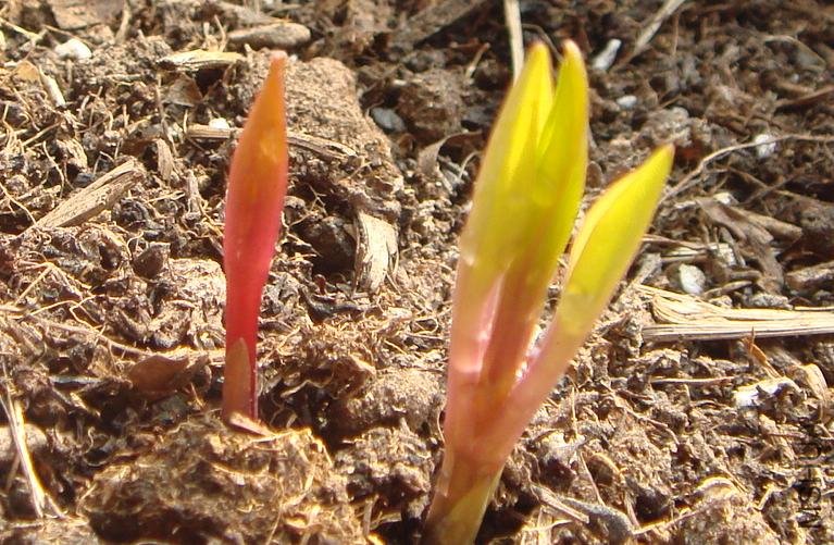 һ��16 ��ǳ������.JPG