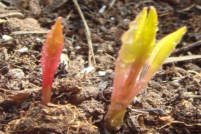 һ��16 ��ǳ������2.JPG