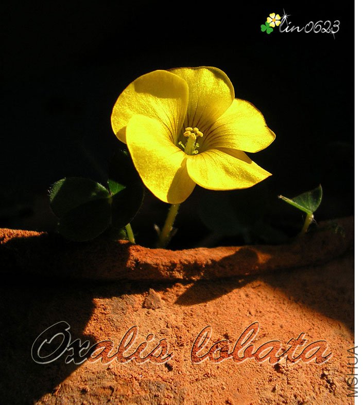 Oxalis lobata.JPG