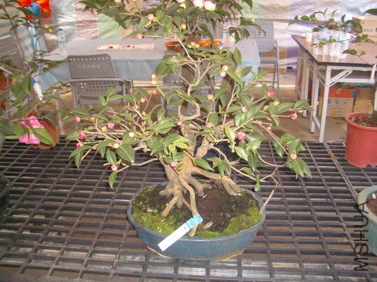 IMGP1423_�{����С .JPG