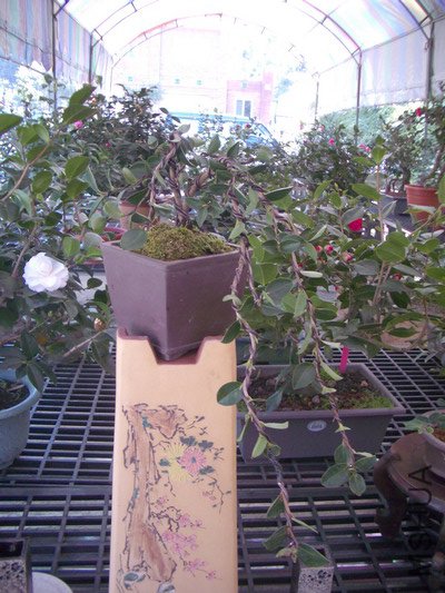 IMGP1424_�{����С .JPG