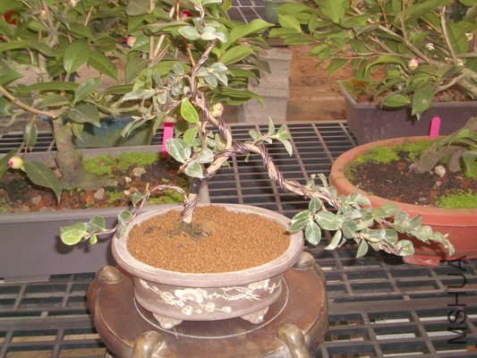 IMGP1434_�{����С .JPG