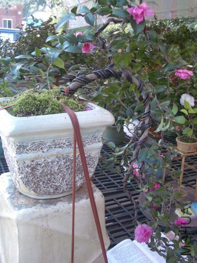 IMGP1428_�{����С .JPG