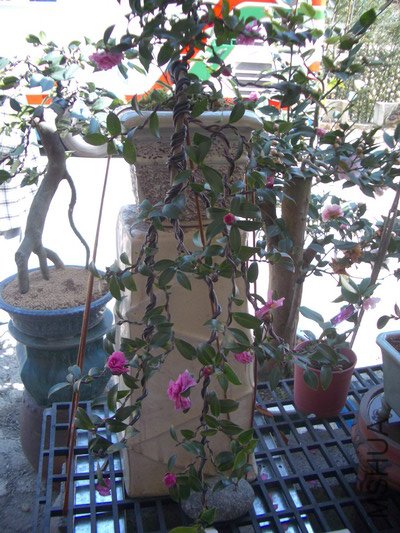 IMGP1427_�{����С .JPG