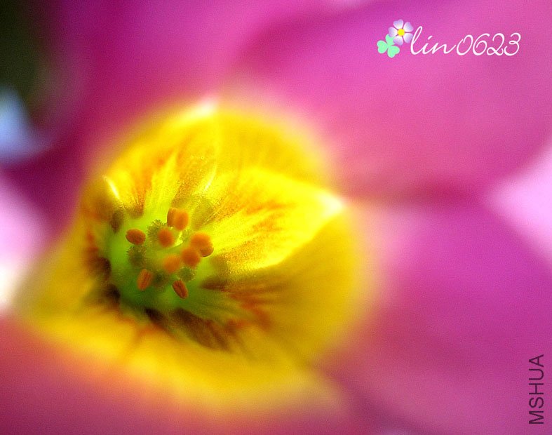 Oxalis depressa (Inops).JPG