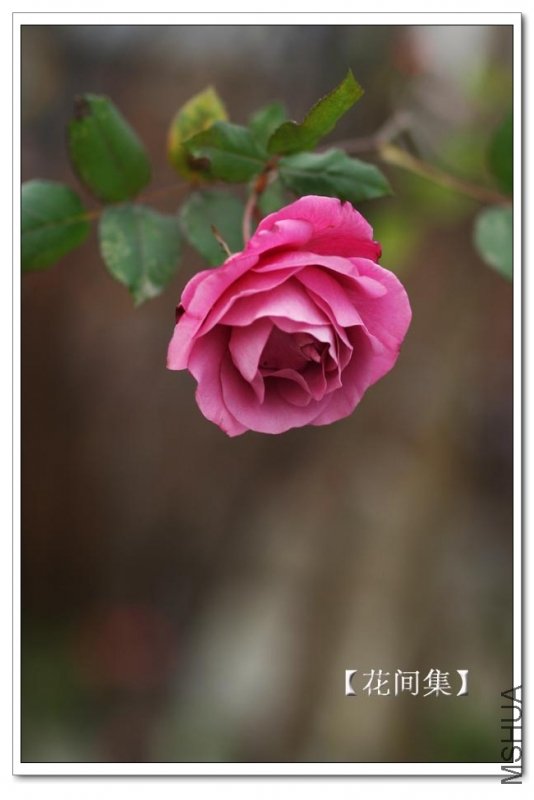 IMG_1138 ����.jpg