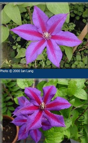 ĸ����mr.n.thompson