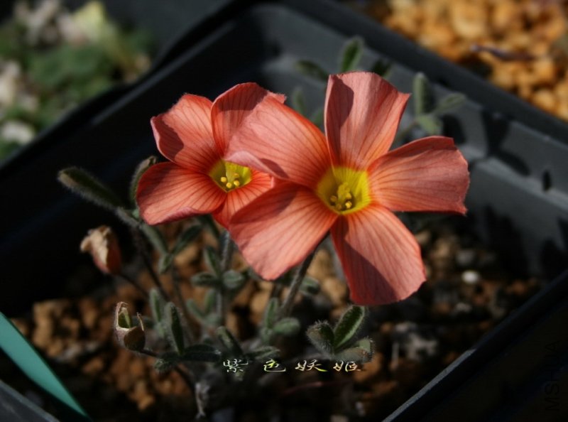 Oxalis obtusa 6204 IMG_7248-1_resize_resize.jpg