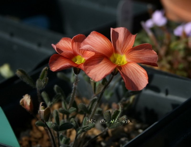 Oxalis obtusa 6204 IMG_7250-1_resize.jpg