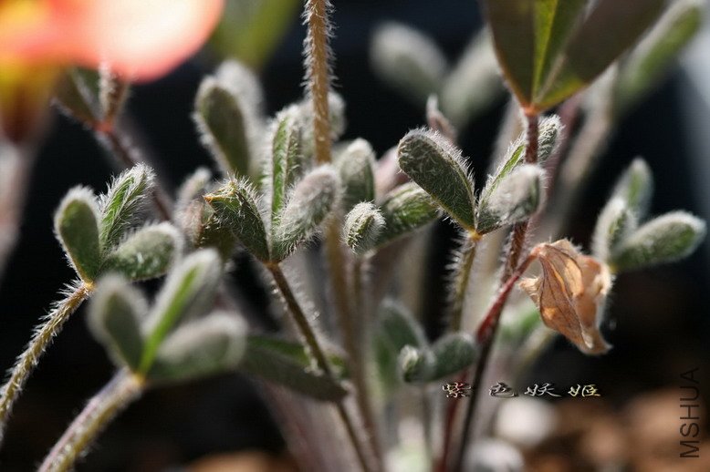 Oxalis obtusa 6204 IMG_7366-1_resize.jpg