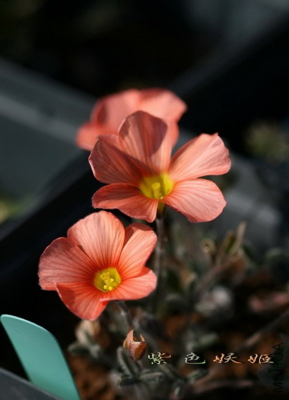 Oxalis obtusa 6204 IMG_7327-1_resize.jpg