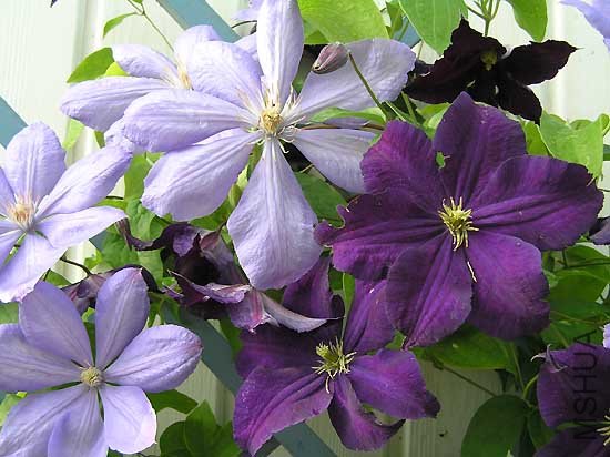 Clematis Mrs.  Cholomondely zusammen mit Clematis Viola.jpg