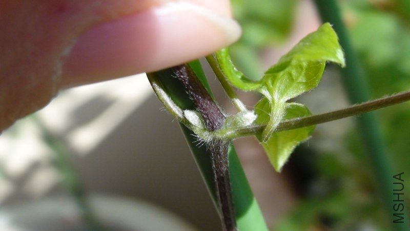 ��������, �ƿ�Ҷ��С�֣�������һ��С������!