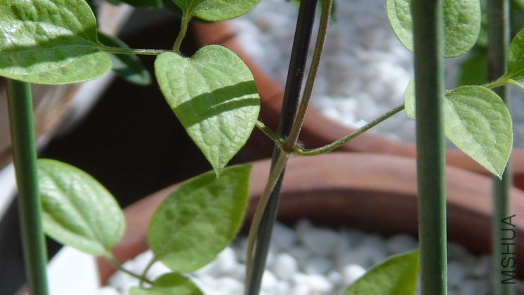 ���Ա�һ��, ������Ի����µ�����Ҷѿ