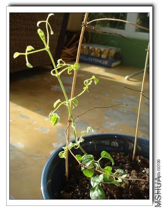 ������Ů����ϸ����Сצ���Ѿ������������