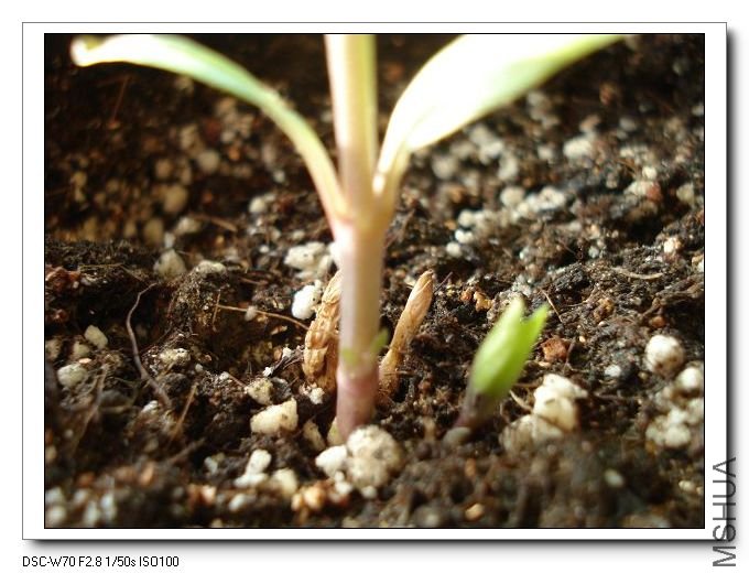 ���޵����β��ĳ�����