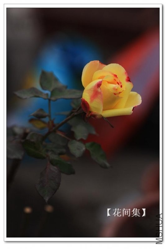 IMG_2396 ����.jpg