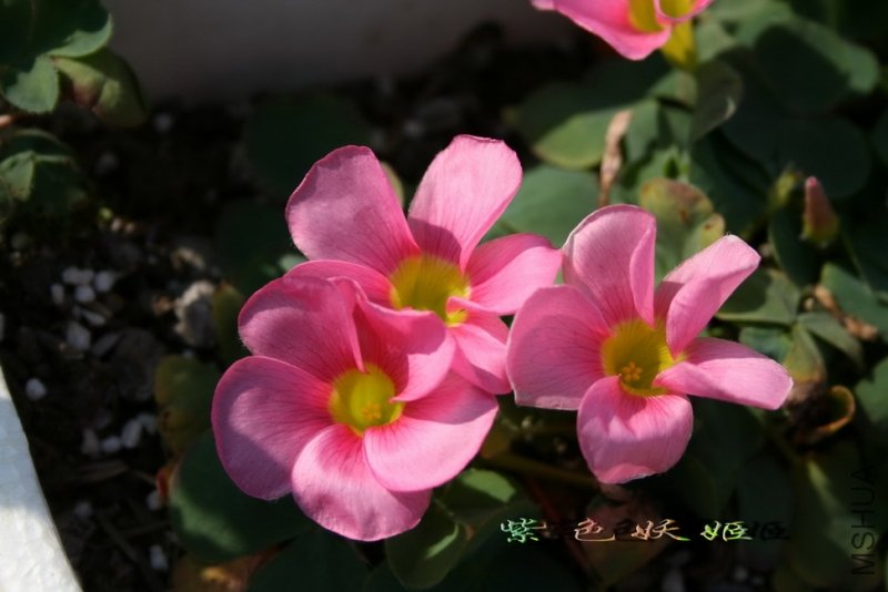 Oxalis purpurea pink IMG_7114-1_resize_resize.jpg