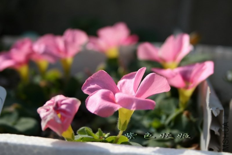 Oxalis purpurea pink IMG_7105-1_resize_resize.jpg