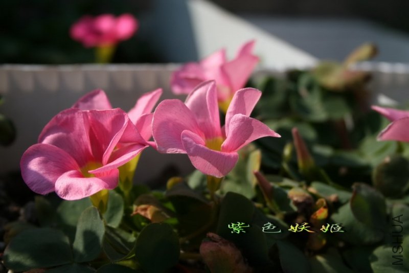 Oxalis purpurea pink IMG_7113-1_resize_resize.jpg