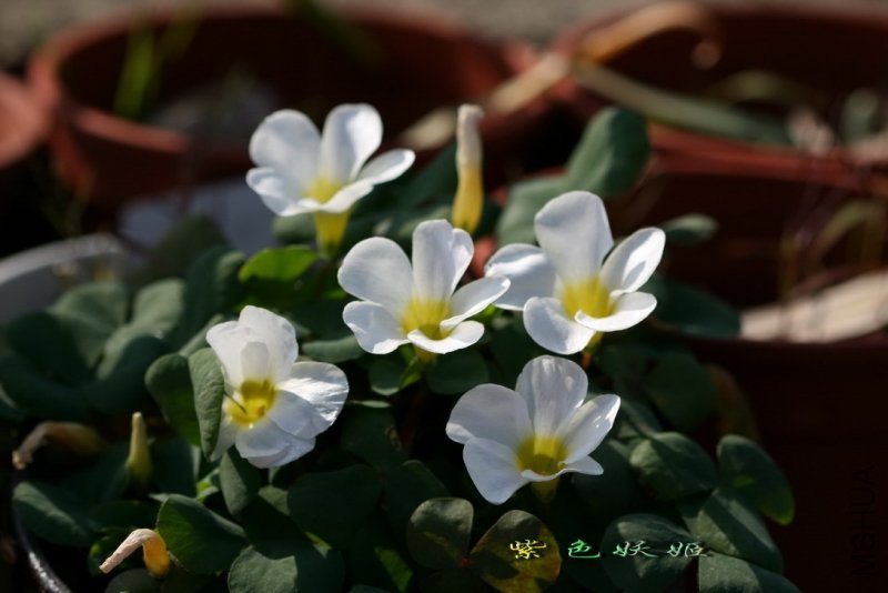 Oxalis purpurea White ��ܽ�� IMG_7354-1_resize.jpg