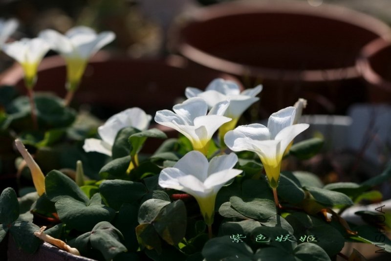 Oxalis purpurea White ��ܽ�� IMG_7350-1_resize_resize_resize.jpg