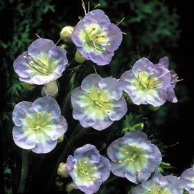phacelia.jpg