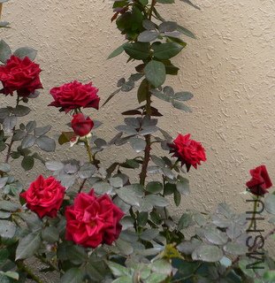 P1050821.JPG