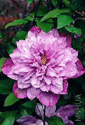 C20--Clematis Early Large-flowered Group 'Proteus' 2.jpg