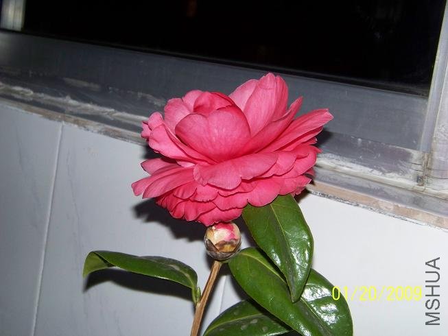 100_1130.JPG