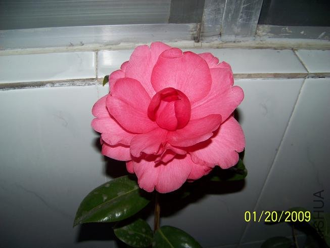 100_1133.JPG