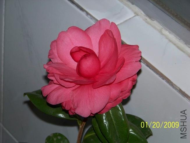 100_1125.JPG