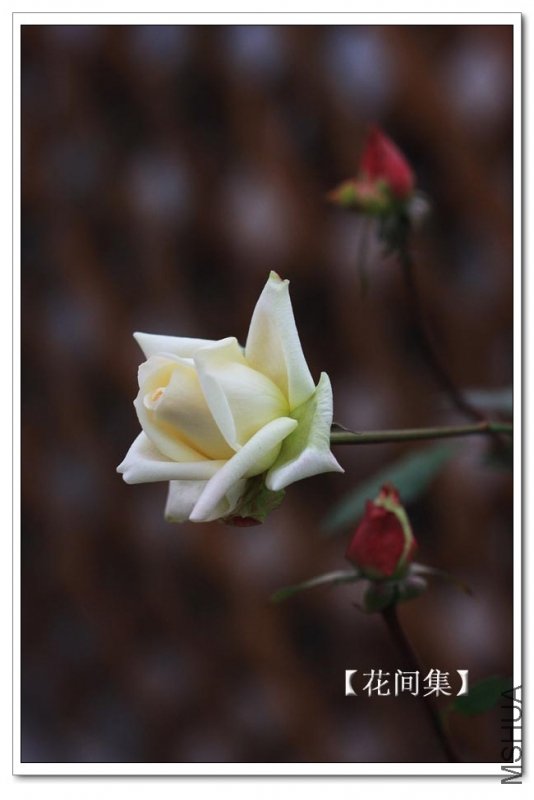 IMG_2542 ����.jpg