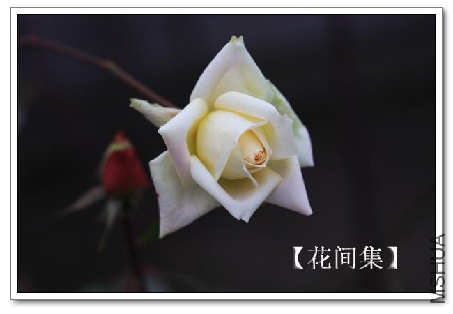 IMG_2536 ����.jpg