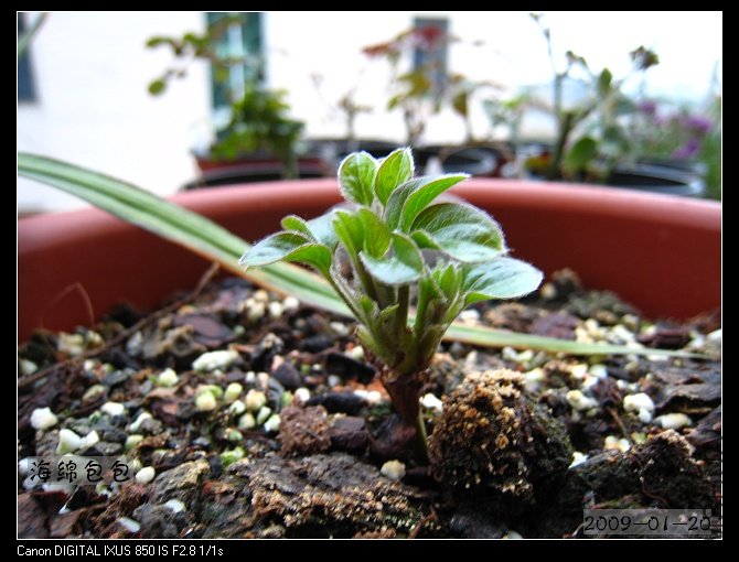 ��˹������